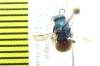 Chrysididae sp.  Russia, Far East - INSECTS-STORE.RU