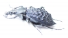 Carabus (Coptolabrus) pustulifer  China - INSECTS-STORE.RU