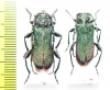 Ropalopus lederi, pair  Russia, Krasnodar reg. - INSECTS-STORE.RU