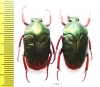 Lomaptera sp.  Indonesia, Misool isl. - INSECTS-STORE.RU
