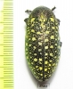Julodis euphratica ssp.  Iran, Hormozgan prov. - INSECTS-STORE.RU