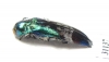 Coraebus hastanus  Laos - INSECTS-STORE.RU