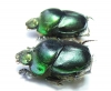 Proagoderus chalcostolus  South Africa Rep. - INSECTS-STORE.RU