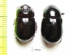 Cheiroplatys volsellus, pair  Australia - INSECTS-STORE.RU