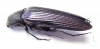 Cephalodendron sp.  Madagascar 25mm - INSECTS-STORE.RU