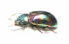Tenebrionidae sp.  Malaysia, Borneo - INSECTS-STORE.RU