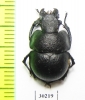 Lethrus frater, male  Tajikistan - INSECTS-STORE.RU