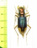 Tetracha sobrina  Peru - INSECTS-STORE.RU