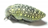 Julodis euphratica ssp.  Iran, Hormozgan prov. - INSECTS-STORE.RU