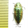 Lamprodila rutilans  Moldova - INSECTS-STORE.RU