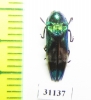 Coraebus hastanus  Laos - INSECTS-STORE.RU