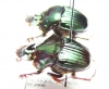 Phanaeus endymion, pair  Mexico - INSECTS-STORE.RU