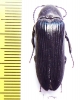 Cephalodendron sp.  Madagascar 30mm - INSECTS-STORE.RU