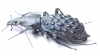 Carabus (Coptolabrus) pustulifer  China - INSECTS-STORE.RU