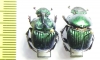 Phanaeus furiosus, pair  Mexico - INSECTS-STORE.RU