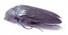 Cephalodendron sp.  Madagascar 30mm - INSECTS-STORE.RU