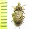 Brachyceridae sp.5  South Africa Rep. - INSECTS-STORE.RU