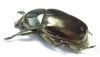Paratelaugis curoei  Panama 37mm - INSECTS-STORE.RU