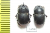 Copris sp., pair  Mali - INSECTS-STORE.RU