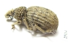 Brachyceridae sp.5  South Africa Rep. - INSECTS-STORE.RU