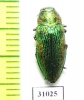 Lamprodila rutilans  Russia, Kaluga reg. - INSECTS-STORE.RU