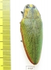 Steraspis ceardi  Morocco - INSECTS-STORE.RU