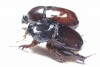 Dipelicus optatus, pair  Australia - INSECTS-STORE.RU