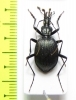 Scaphinotus valentinei  USA, WV - INSECTS-STORE.RU