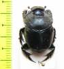 Proagoderus sp.  Indonesia, Kalimantan - INSECTS-STORE.RU