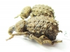 Brachyceridae sp.3  South Africa Rep. - INSECTS-STORE.RU
