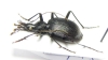 Scaphinotus valentinei  USA, WV - INSECTS-STORE.RU