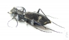 Cicindelinae sp.  Zambia - INSECTS-STORE.RU