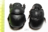 Catharsius sp.  China, Yunnan prov. - INSECTS-STORE.RU