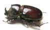 Xyloryctes sp.  Mexico - INSECTS-STORE.RU