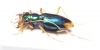 Neotetracha distinguenda  Argentina - INSECTS-STORE.RU