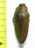 Steraspis sp.  Tanzania - INSECTS-STORE.RU