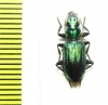 Catascopus sp.  Malaysia - INSECTS-STORE.RU
