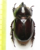 Xyloryctes sp.  Mexico - INSECTS-STORE.RU