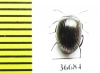 Tenebrionidae sp.  Indonesia, Sumatra - INSECTS-STORE.RU