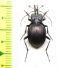 Scaphinotus petersi catalinae  USA - INSECTS-STORE.RU