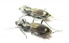 Cicindelinae sp.  Zambia - INSECTS-STORE.RU