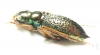Megacephala apicespinosa, male  Zambia - INSECTS-STORE.RU