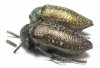 Julodis ? euphratica ssp.  Pakistan - INSECTS-STORE.RU
