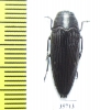 Buprestidae sp.  Zambia - INSECTS-STORE.RU