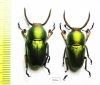 Lamprima adolphinae  Indonesia, Papua - INSECTS-STORE.RU