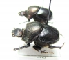 Diastellopalpus tridens  Cote d'Ivoire - INSECTS-STORE.RU