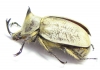 Lycomedes buckleyi, male  Ecuador - INSECTS-STORE.RU