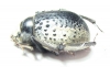 Pisterotarsa kiritschenkoi  Uzbekistan - INSECTS-STORE.RU