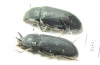 Cryphaeus amurensis, pair  Russia, Far East - INSECTS-STORE.RU