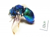 Chrysididae sp.  Indonesia, Java - INSECTS-STORE.RU